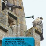 Peregrine Project Talk